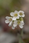 Arabis collina